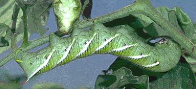 tomato hornworm