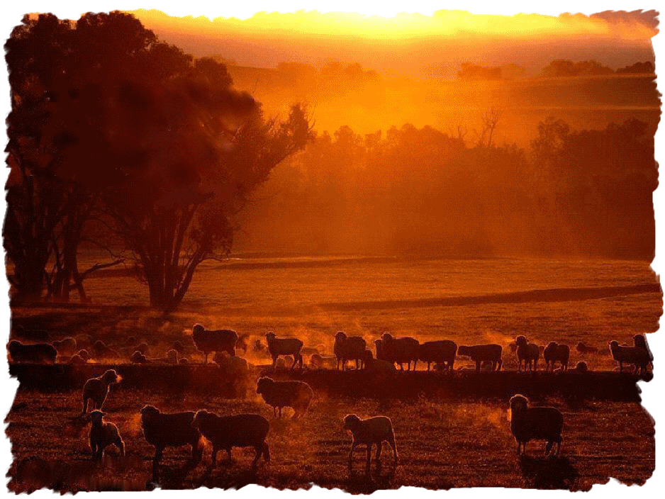 sheep grazing in a pasture