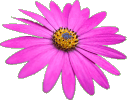 african daisy